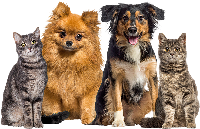 DSV main pets